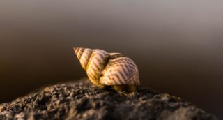 Schnecken im Gartenteich