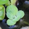 Schwimmpflanzen für den Gartenteich