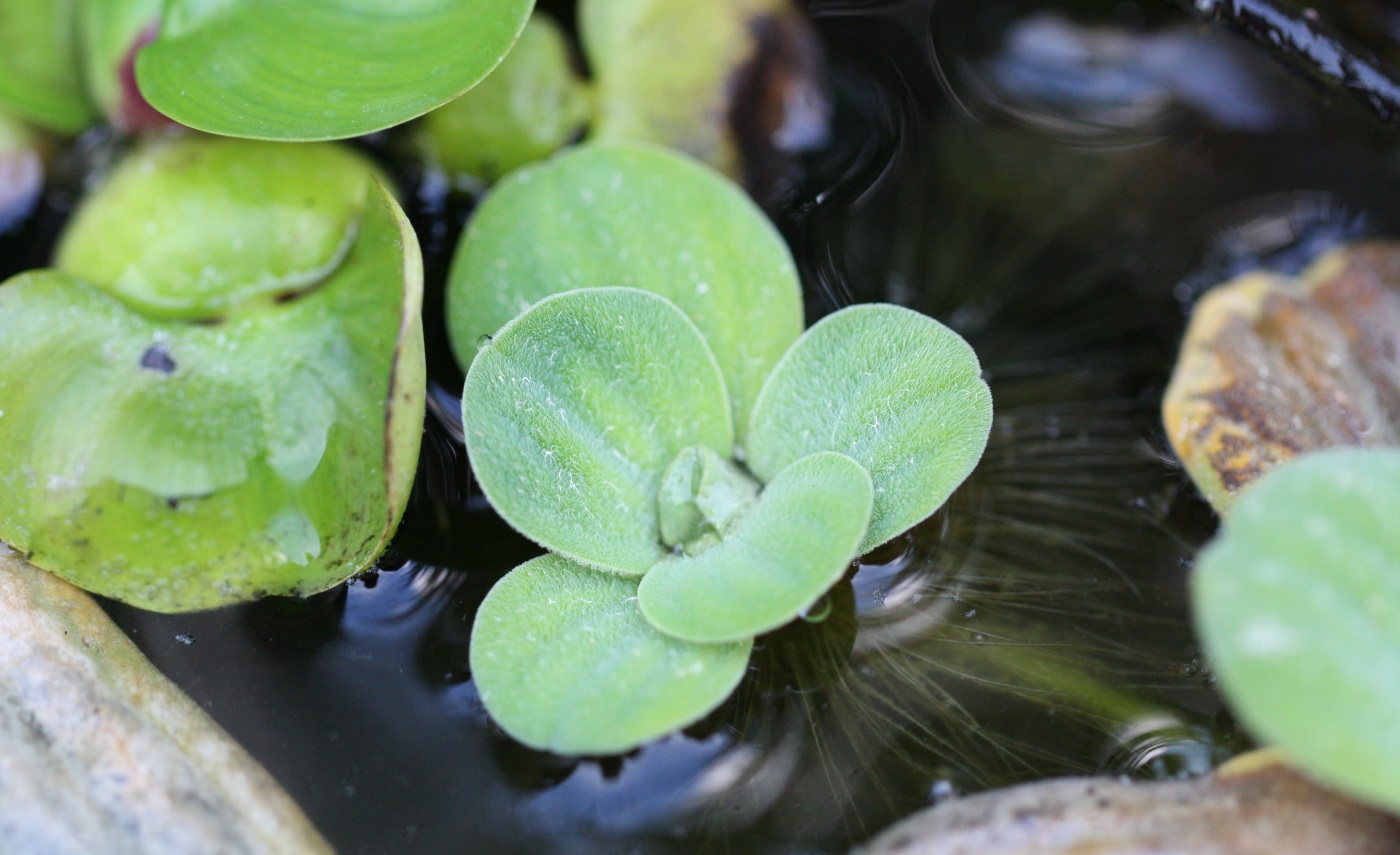 Kleine Schwimmpflanze Algenkiller 12x Froschbiss  freischwimmende  Miniseerose 