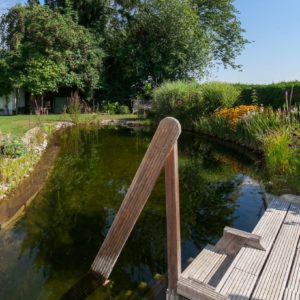 Dreistachliger Stichling (Gasterosteus aculeatus) Pflege im Teich