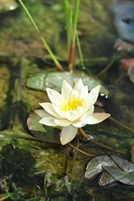 Zwergseerose für kleine Teiche Die Mini Seerose Nymphaea tetragona