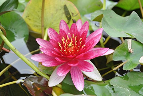 Zwergseerose für kleine Teiche Die Mini Seerose Nymphaea tetragona