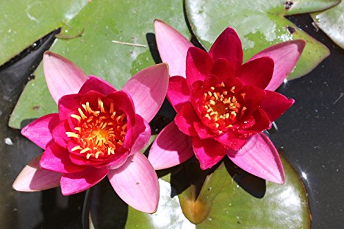 Zwergseerose für kleine Teiche Die Mini Seerose Nymphaea tetragona