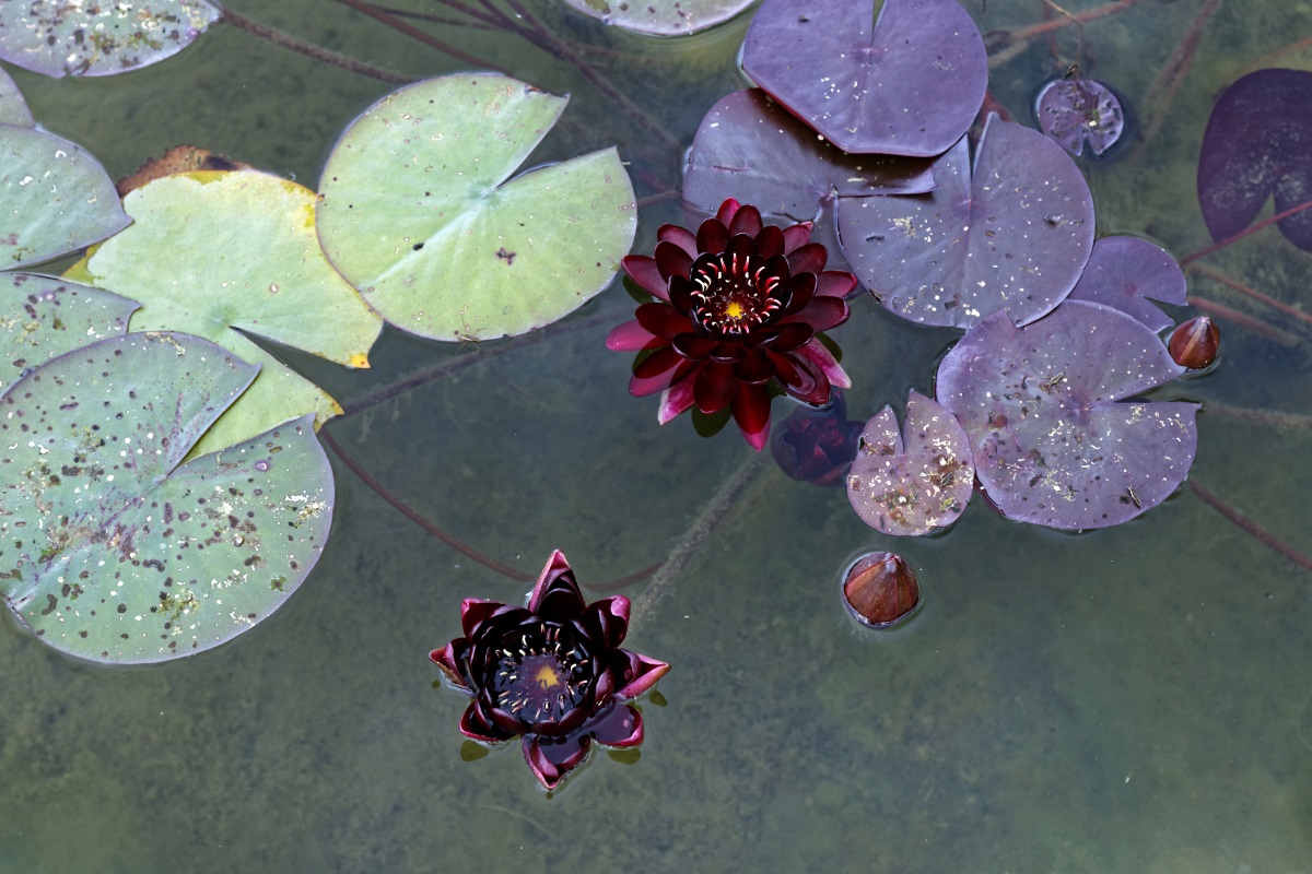 Blüte der Nymphaea black princess