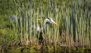 Fischreiher vom Gartenteich vertreiben