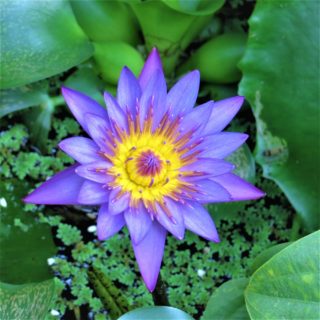 Kap-Seerose - nymphaea capensis