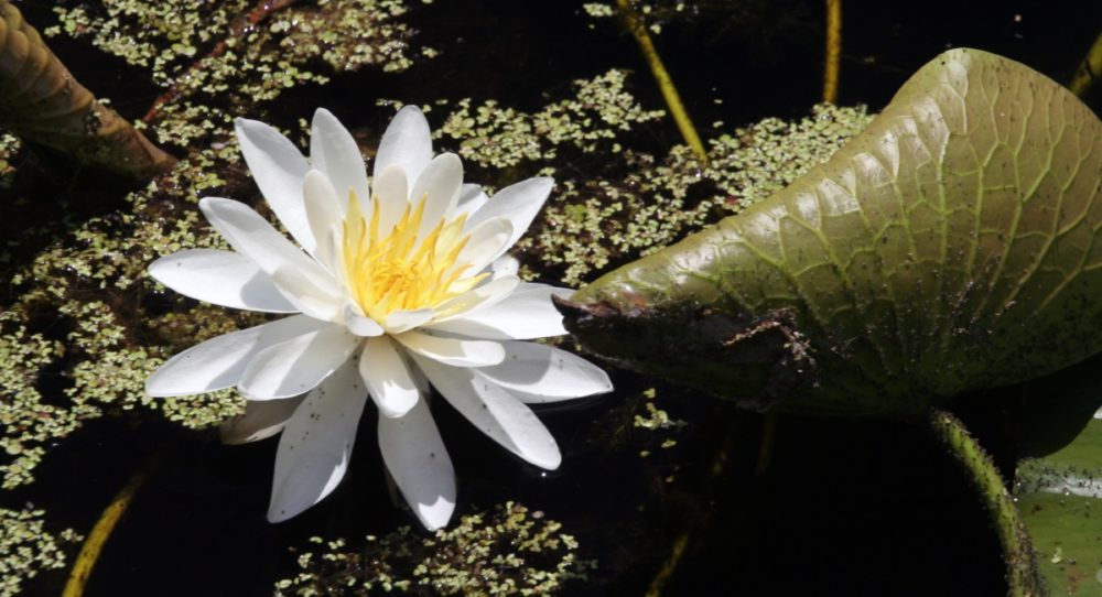 KnollenSeerose Nymphaea tuberosa Stammform und attraktive Züchtung