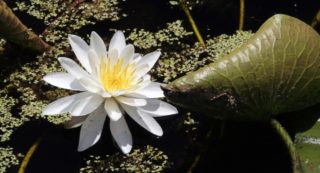 Knollen-Seerose - nymphaea tuberosa