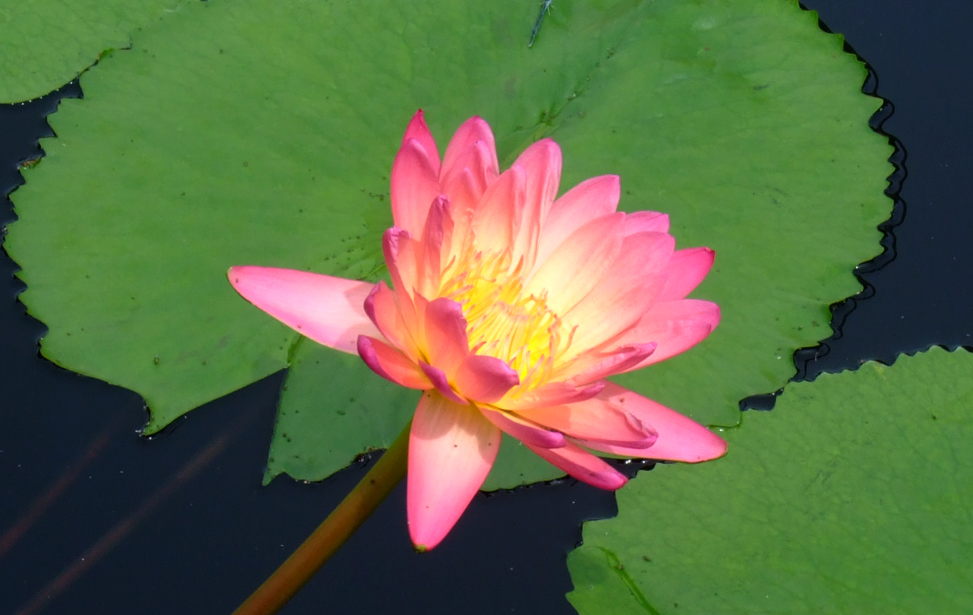 Seerose Nymphaea afterglow