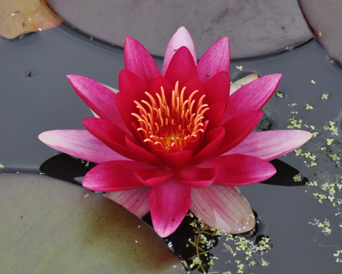 Nymphaea Attraction Seerose Mit Bl ten In Karmin Bis Zinnoberrot nymphaea-attraction-seerose-mit-bl-ten-in-karmin-bis-zinnoberrot