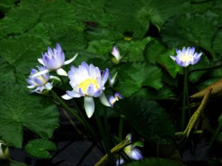 Die Riesenseerose - Nymphaea gigantea