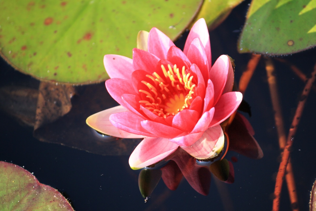 Nymphaea Escarboucle Sehr Robuste Und Langsam Wachsende Seerose nymphaea-escarboucle-sehr-robuste-und-langsam-wachsende-seerose