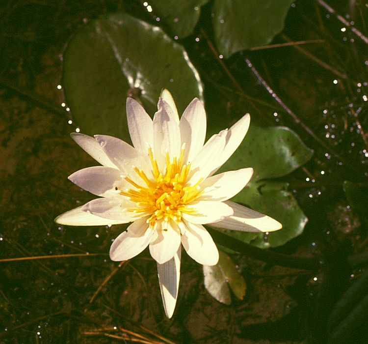 Weiße Blüte der Stern Seerose