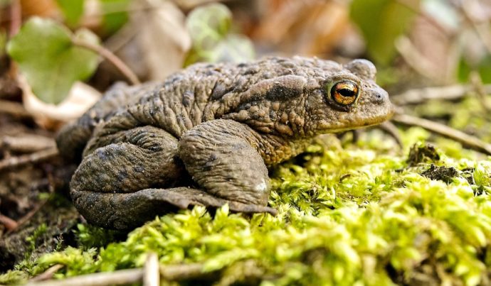 Erdkröte 'Bufo bufo' Steckbrief, Ernährung, eine Kröte im eigenen Garten?