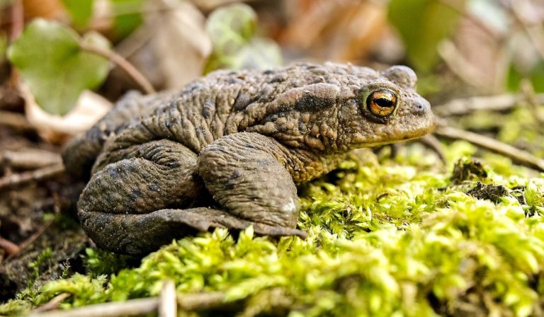 Erdkröte 'Bufo bufo' Steckbrief, Ernährung, eine Kröte im eigenen Garten?