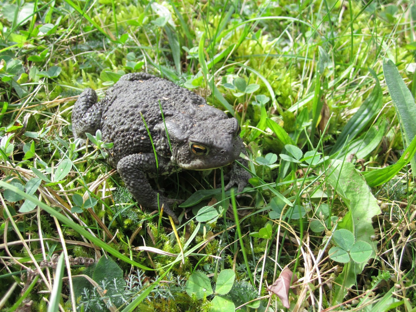 Erdkröte 'Bufo bufo' Steckbrief, Ernährung, eine Kröte im eigenen Garten?