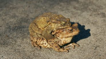 38+ Erdkröte Im Garten Was Tun, Die tiere fressen raupen und