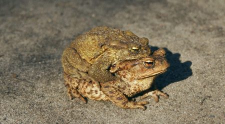 Erdkröte - Bufo bufo