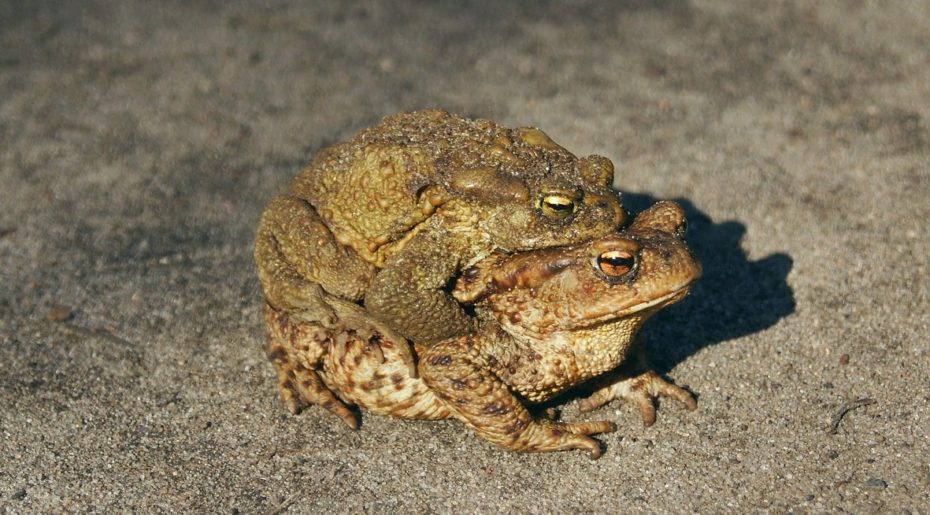 Froscharten Alle heimische Frösche im Überblick
