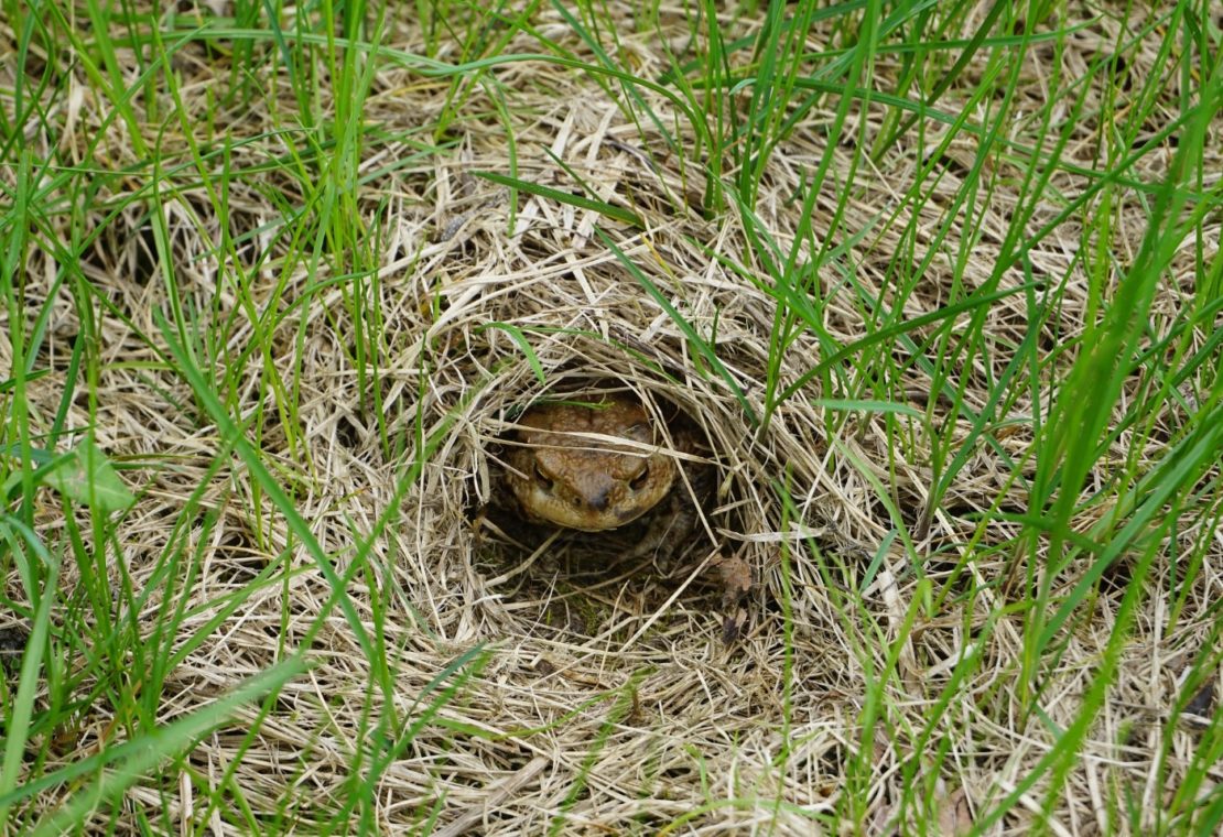 Erdkröte 'Bufo bufo' Steckbrief, Ernährung, eine Kröte im eigenen Garten?