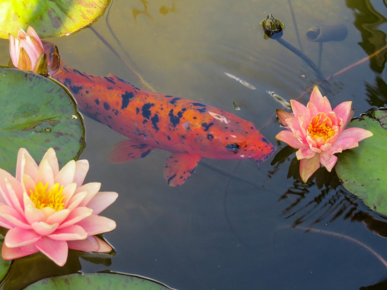 Fische im Seerosenteich
