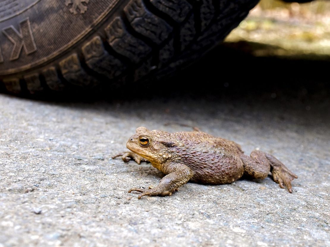 Erdkröte 'Bufo bufo' Steckbrief, Ernährung, eine Kröte im eigenen Garten?