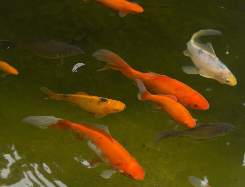 Die Goldfisch im Portrait Lebensraum, Ernährung und Zuchtsorten
