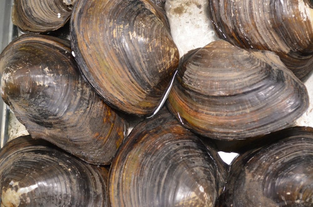 Muscheln im Gartenteich Gartenteich Ratgeber