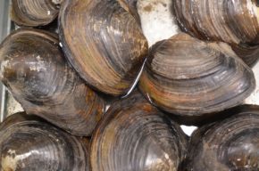 Muscheln im Gartenteich Gartenteich Ratgeber