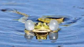 Heimische Froscharten am Teich