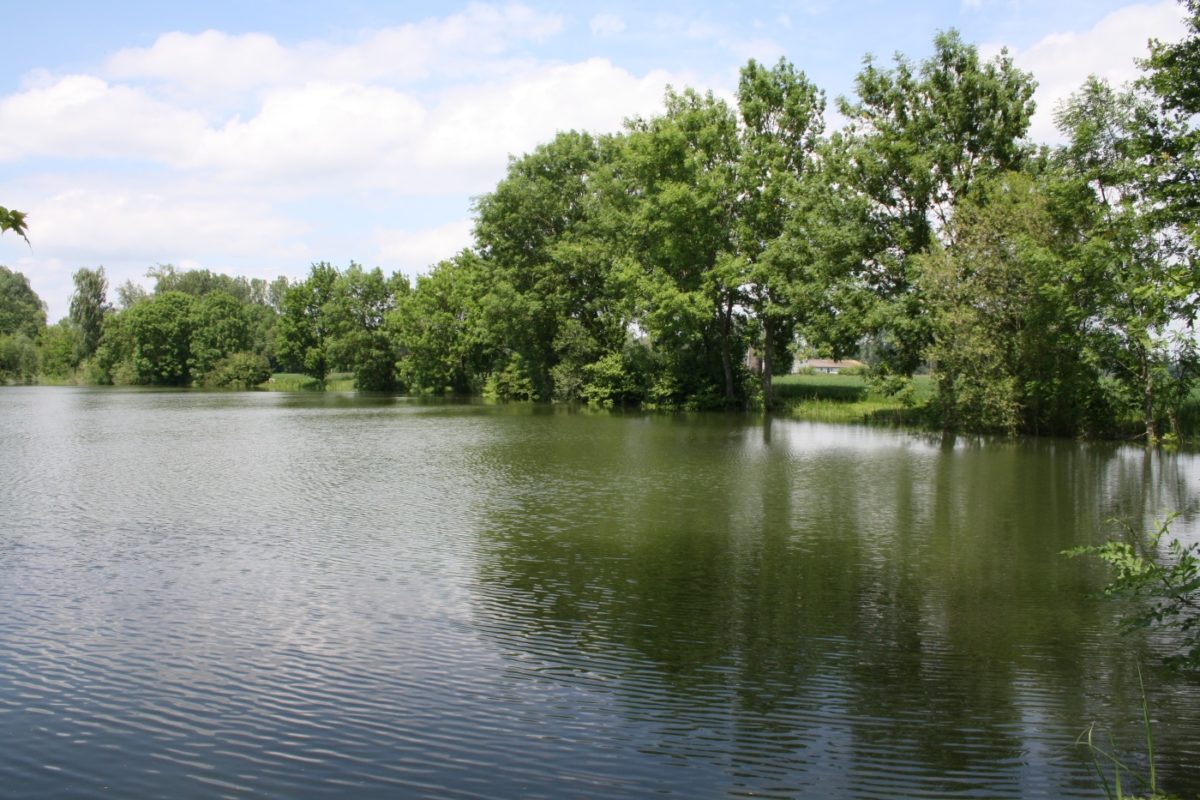 Die Rotfeder im Portrait Lebensraum, Ernährung und Wasserwerte