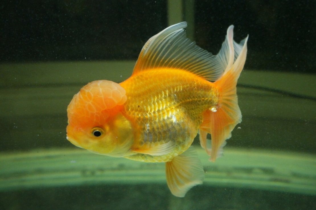 Die Goldfisch im Portrait Lebensraum, Ernährung und Zuchtsorten