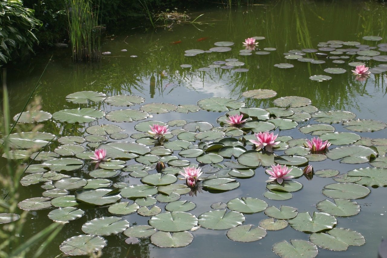 Pflanzen für klares Wasser am Teich