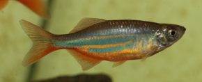 Regenbogenelritze (Notropis chrosomus) Haltungsbedingungen