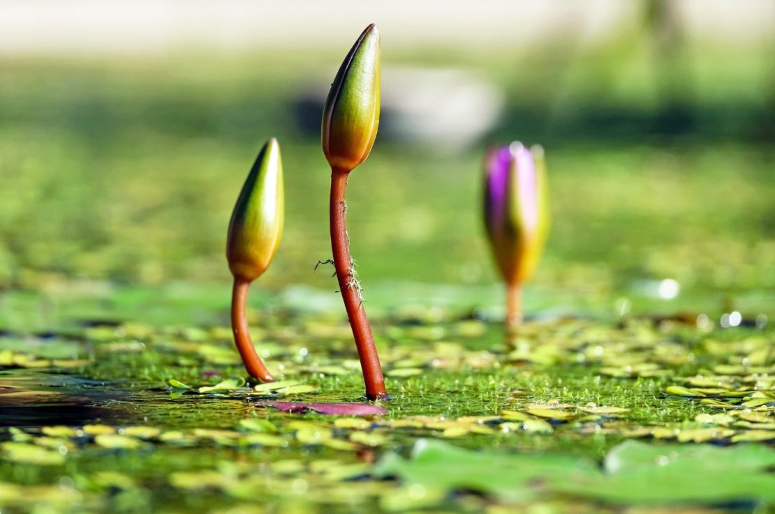 Rhizomtypen bei Seerosen