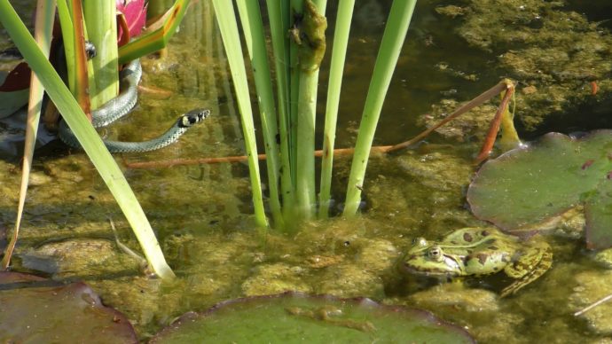 Die Ringelnatter vertreiben Gefahr für Frösche und Fische im Teich