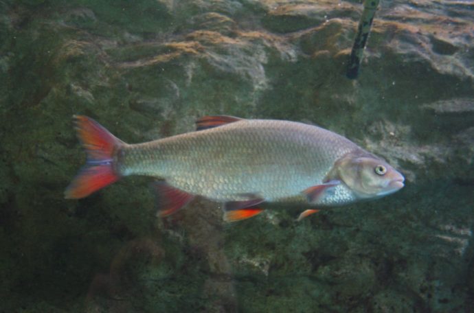 Paradiesfisch im Miniteich während des Sommers Und im Winter? • Infos