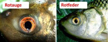 Die Rotfeder im Portrait Lebensraum, Ernährung und Wasserwerte