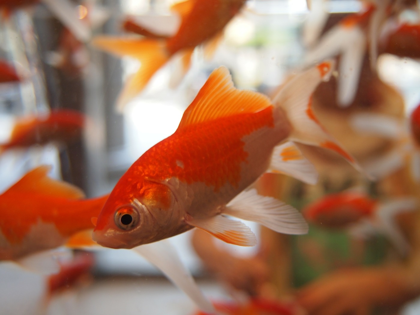 Die Goldfisch im Portrait Lebensraum, Ernährung und Zuchtsorten