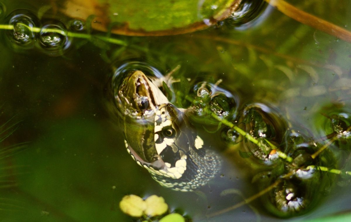 Die Ringelnatter vertreiben Gefahr für Frösche und Fische im Teich