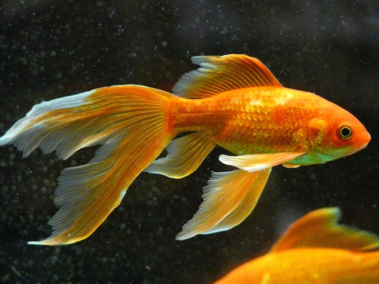 Schleierschwanz Goldfisch