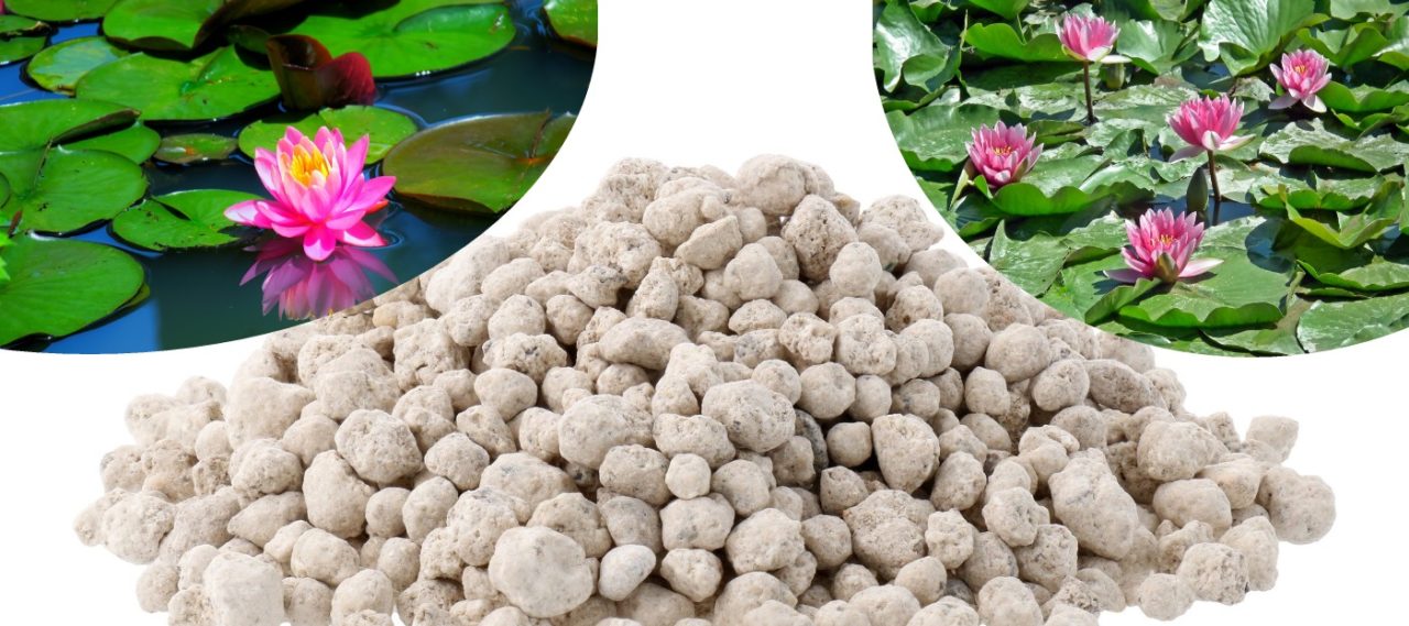 Seerosen düngen So machts der Gärtner! ⇒ Tipps & Tricks