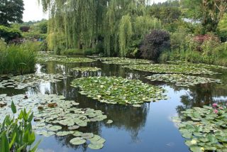 Seerosengröße zum Teich