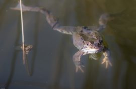 Schnelle Hilfe Was tun, wenn das Teichwasser trüb ist? Die Tipps helfen!