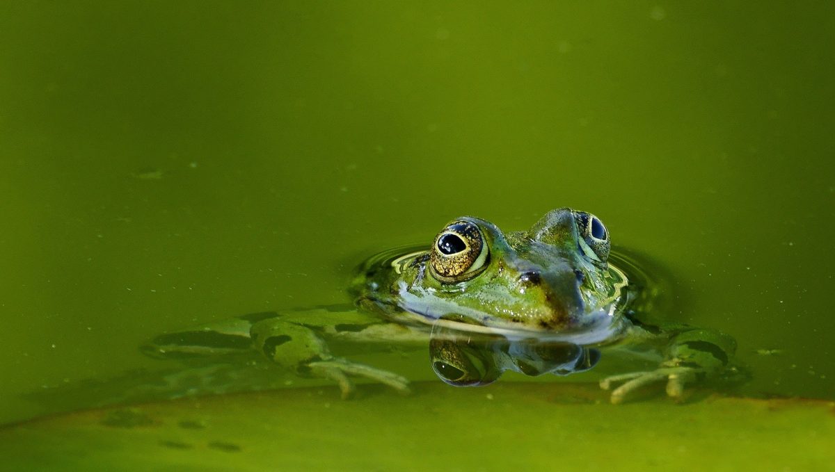 Was tun, wenn das Teichwasser trüb ist? Die Tipps helfen!