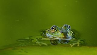 Teichwasser braun oder grün verfärbt