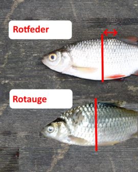 Die Rotfeder im Portrait Lebensraum, Ernährung und Wasserwerte