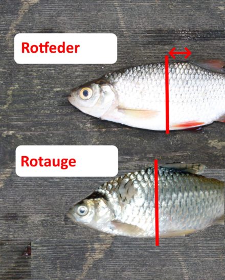 Die Rotfeder im Portrait Lebensraum, Ernährung und Wasserwerte