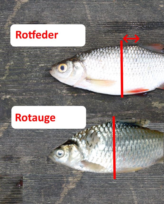 35+ Rotfeder Teich Kaufen, Verkaufe hier rotfedern aus meinem teich.