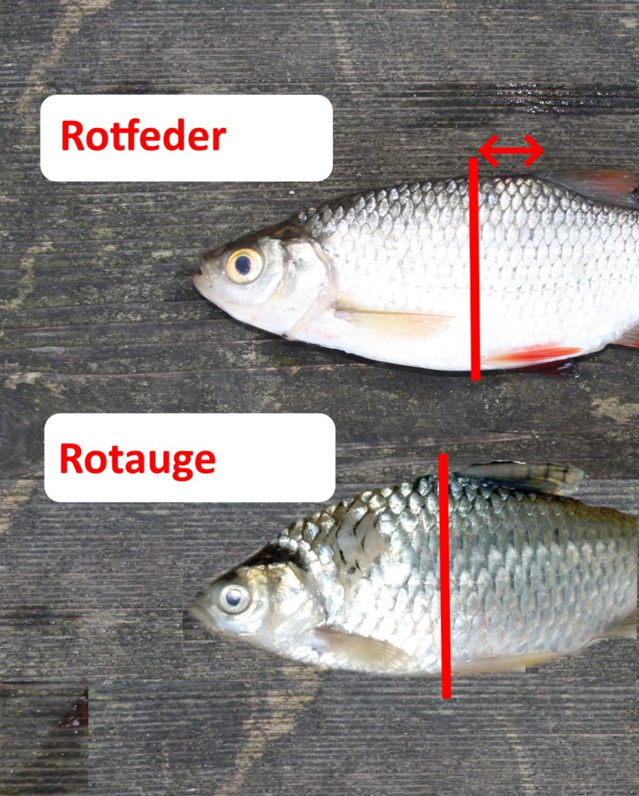 Die Rotfeder im Portrait Lebensraum, Ernährung und Wasserwerte